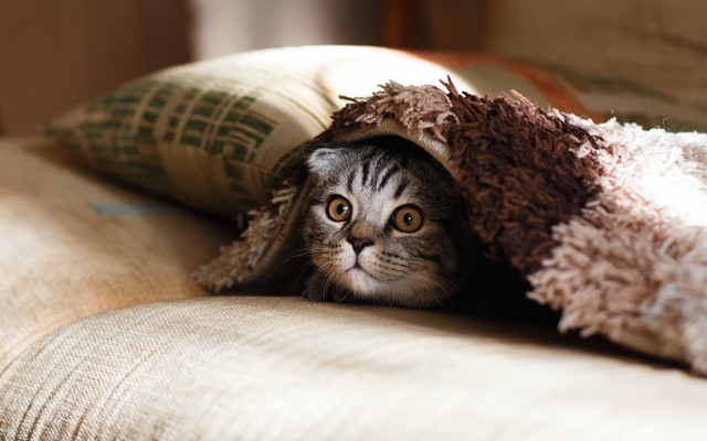 A tabby cat hiding under a blanket.